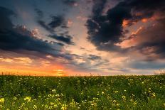 Colorful Sunset in Yellow Rapeseed Field-Oleg Saenco-Photographic Print
