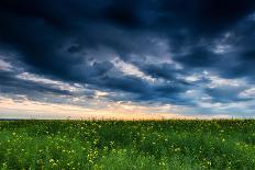 Beautiful Sunset, Field with Pathway to Sun, Green Wheat-Oleg Saenco-Premium Photographic Print