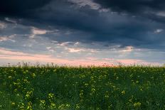 Sunset in Yellow Rapeseed Field-Oleg Saenco-Photographic Print