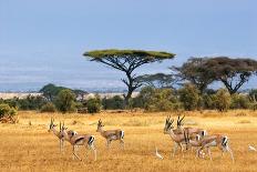 African Landscape with Gazelles, Amboseli, Kenya-Oleg Znamenskiy-Photographic Print