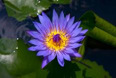 Blue Water Lily-olegd-Stretched Canvas