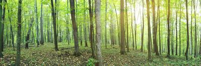 Panorama of Winter Forest with Trees Covered Snow-Olegkalina-Photographic Print