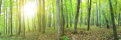 Panorama of Winter Forest with Trees Covered Snow-Olegkalina-Photographic Print