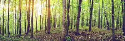 Panorama of Winter Forest with Trees Covered Snow-Olegkalina-Photographic Print