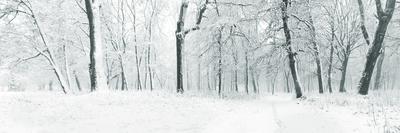 Panorama of a Green Summer Forest-Olegkalina-Photographic Print