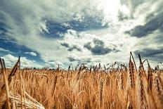 Beautiful Landscape with Field of Ripe Rye and Blue Summer Sky.-OlegRi-Laminated Photographic Print