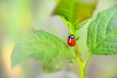 Ladybug Crawling Up the Plant-Oleksandr Zheltobriukh-Framed Stretched Canvas