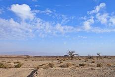 Heat, the Trees in A Desert-Olexandr-Framed Photographic Print