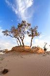 Heat, the Trees in A Desert-Olexandr-Photographic Print