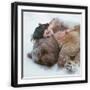 Black Frame