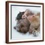 Brown Frame