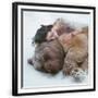 Chelsea Black