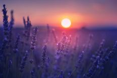 Blooming Lavender Flowers at Sunset in Provence, France.-Olga_Gavrilova-Photographic Print