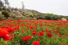 Field with A Beautiful Red Poppies-Olga Gavrilova-Framed Photographic Print