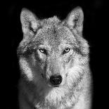 Black and White close up Portrait of Grey Wolf Female. Square Image. Beautiful and Dangerous Beast-olga_gl-Photographic Print