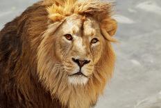 Eye to Eye Contact with a Young Asian Lion.-olga_gl-Photographic Print