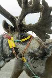 Harnessed Reindeer (Rangifer tarandus), Nenets Autonomous Okrug, Arctic, Russia-Olga Kamenskaya-Photographic Print