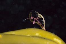 Skeleton shrimp (Caprella septentrionalis) mating Novaya Zemlya, Russian Arctic, July-Olga Kamenskaya-Photographic Print