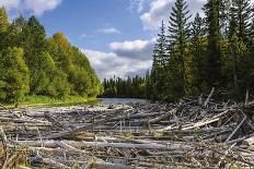 Upper reaches of the Lena River, with century-old log jam of trees, Siberia, Russia-Olga Kamenskaya-Photographic Print