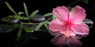 Spa Concept of Blooming Pink Hibiscus and Green Tendril Passionflower-Olga Khomyakova-Framed Stretched Canvas