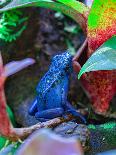 Dart Frog-Olga Link-Photographic Print