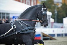 Black Friesian Horse Carriage Driving-olgaru79-Mounted Photographic Print