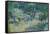Olijfgaard / Olive Orchard / Olive Grove. Date/Period: Saint-Rémy, June 1889. Painting. Oil on c...-VINCENT VAN GOGH-Framed Stretched Canvas