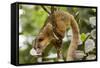 Olingo, Costa Rica-null-Framed Stretched Canvas