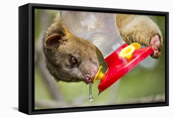 Olingo, Costa Rica-null-Framed Stretched Canvas