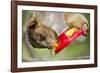 Olingo, Costa Rica-null-Framed Photographic Print