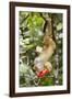 Olingo, Costa Rica-null-Framed Photographic Print