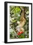 Olingo, Costa Rica-null-Framed Photographic Print