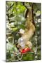 Olingo, Costa Rica-null-Mounted Photographic Print