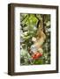 Olingo, Costa Rica-null-Framed Photographic Print