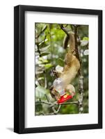 Olingo, Costa Rica-null-Framed Photographic Print