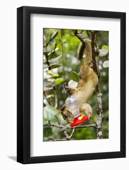 Olingo, Costa Rica-null-Framed Photographic Print