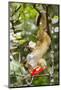 Olingo, Costa Rica-null-Mounted Photographic Print