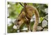 Olingo, Costa Rica-null-Framed Photographic Print