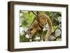 Olingo, Costa Rica-null-Framed Photographic Print