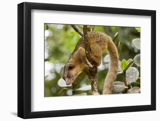 Olingo, Costa Rica-null-Framed Photographic Print