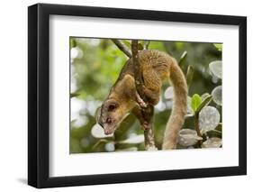 Olingo, Costa Rica-null-Framed Photographic Print