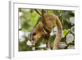 Olingo, Costa Rica-null-Framed Photographic Print