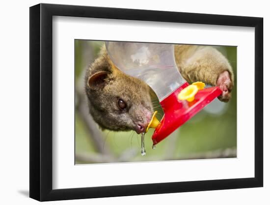 Olingo, Costa Rica-null-Framed Photographic Print