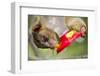 Olingo, Costa Rica-null-Framed Photographic Print