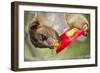 Olingo, Costa Rica-null-Framed Photographic Print