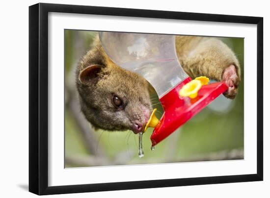 Olingo, Costa Rica-null-Framed Photographic Print