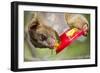 Olingo, Costa Rica-null-Framed Photographic Print