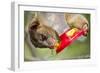 Olingo, Costa Rica-null-Framed Photographic Print