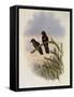 Olivaceous Thornbill, Rhamphomicron Olivaceum-John Gould-Framed Stretched Canvas