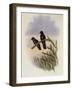 Olivaceous Thornbill, Rhamphomicron Olivaceum-John Gould-Framed Giclee Print